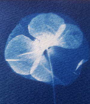 Cyanotype - Jeudi 25 septembre