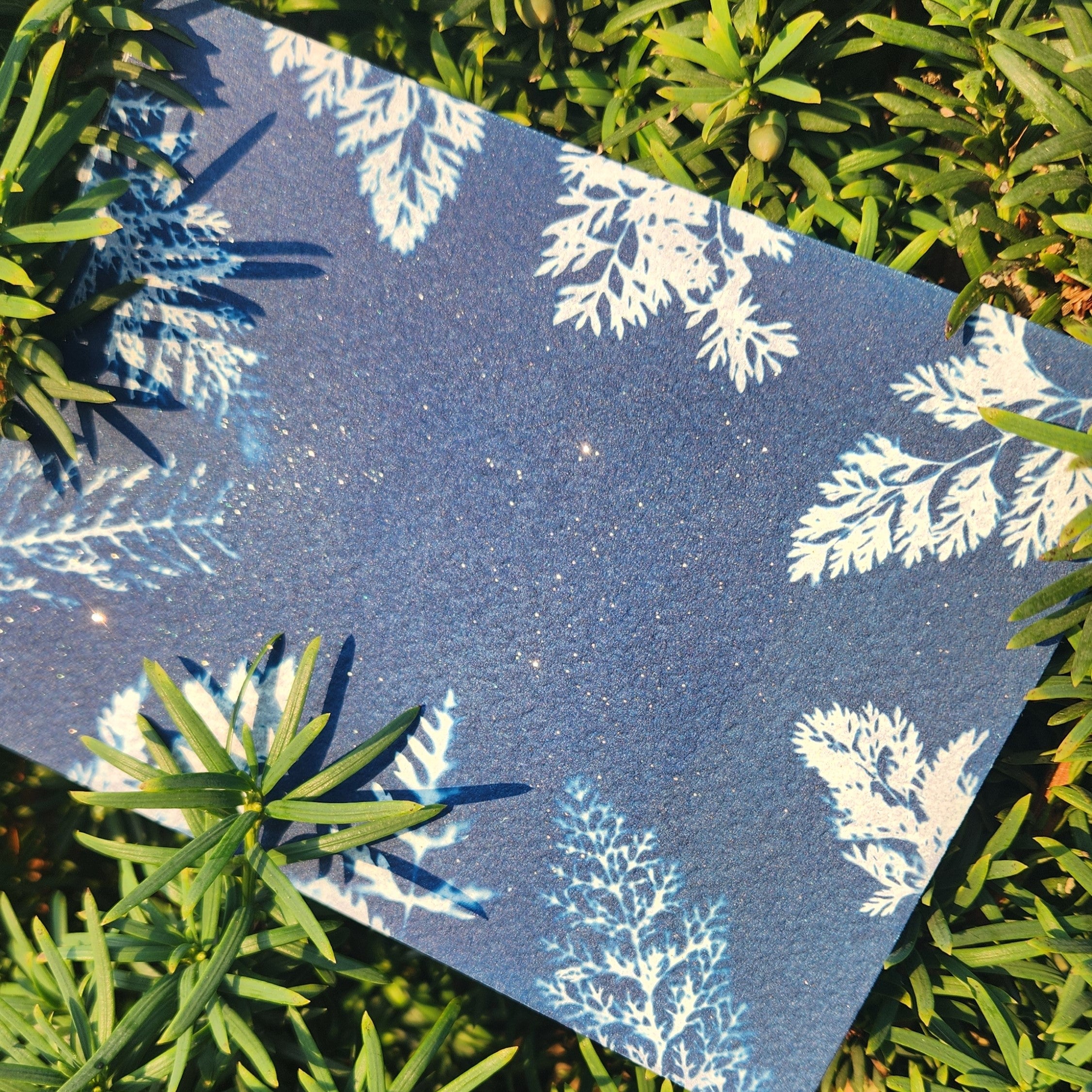 Atelier Cyanotype de Noël- 08 novembre