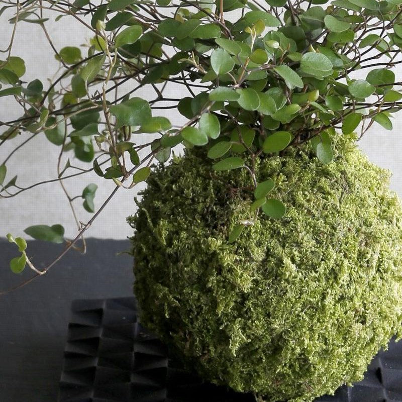 Atelier Kokedama •1er mars