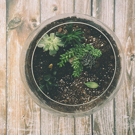 Atelier TERRARIUM  • 14 septembre