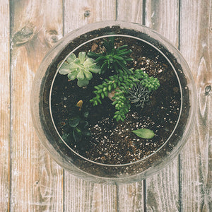 Atelier TERRARIUM  • 14 septembre