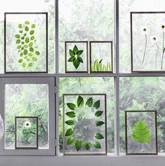 Herbier sous verre • 15 mars