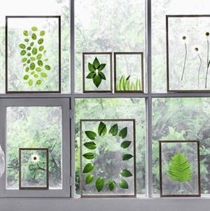Herbier sous verre • 15 mars