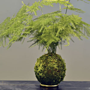 Atelier Kokedama • 29 mars