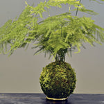 Atelier Kokedama • 17 février