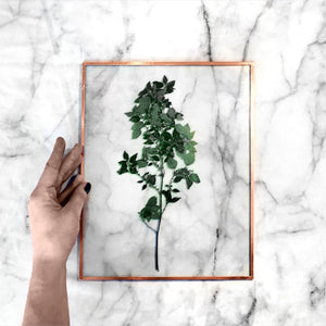 Herbier sous verre • 15 mars
