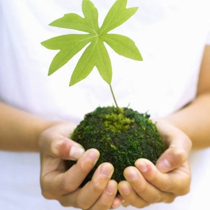 Atelier Kokedama • 17 février